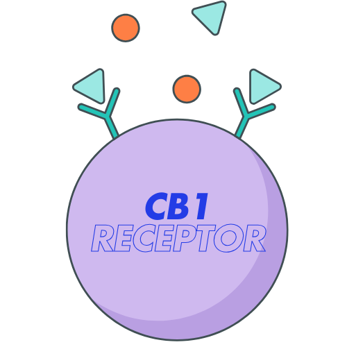 CB1 Receptor