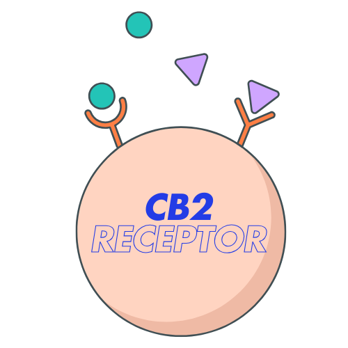 CB2 Receptor